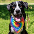 Bandana pour Chien — Tie-Dye Arc-en-Ciel