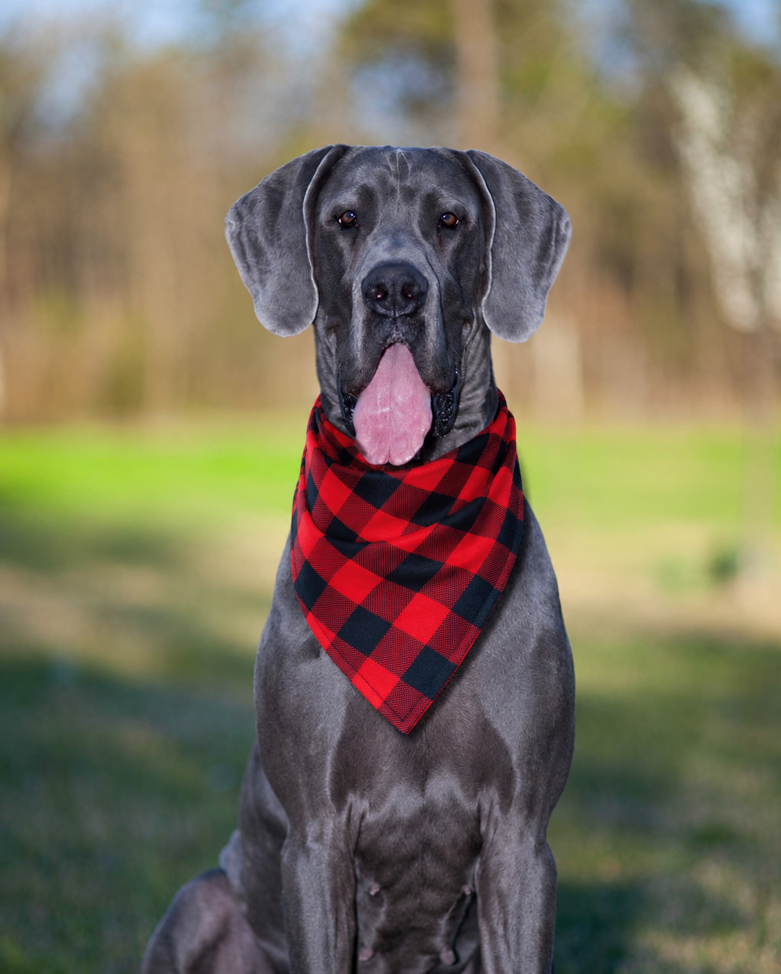 Bandana pour Chien — Carreaux Buffalo