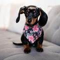 Bandana pour Chien — Jardin Fleuri